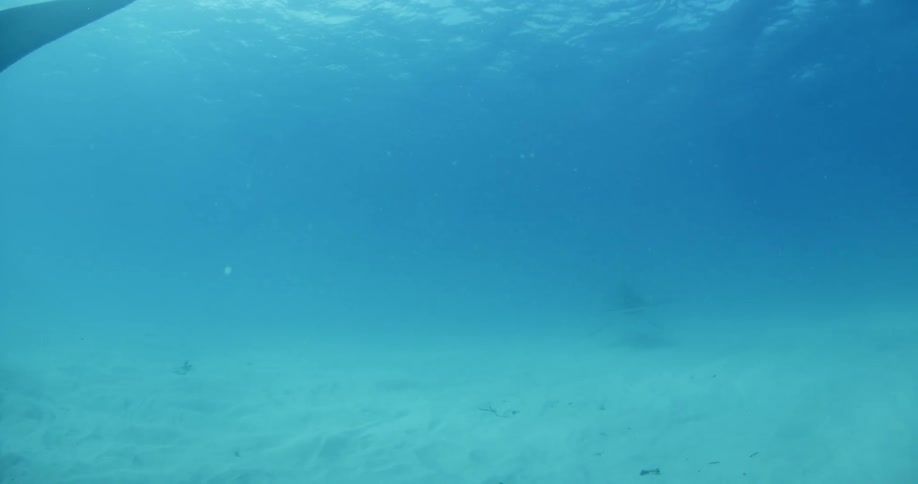 A hammerhead shark is swimming beside a camera