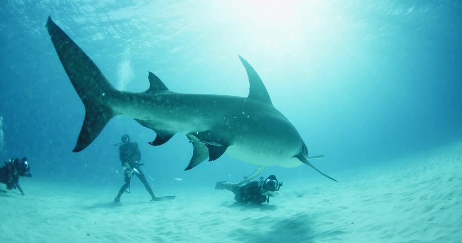 A hammerhead shark turns in the water as scuba divers look on
