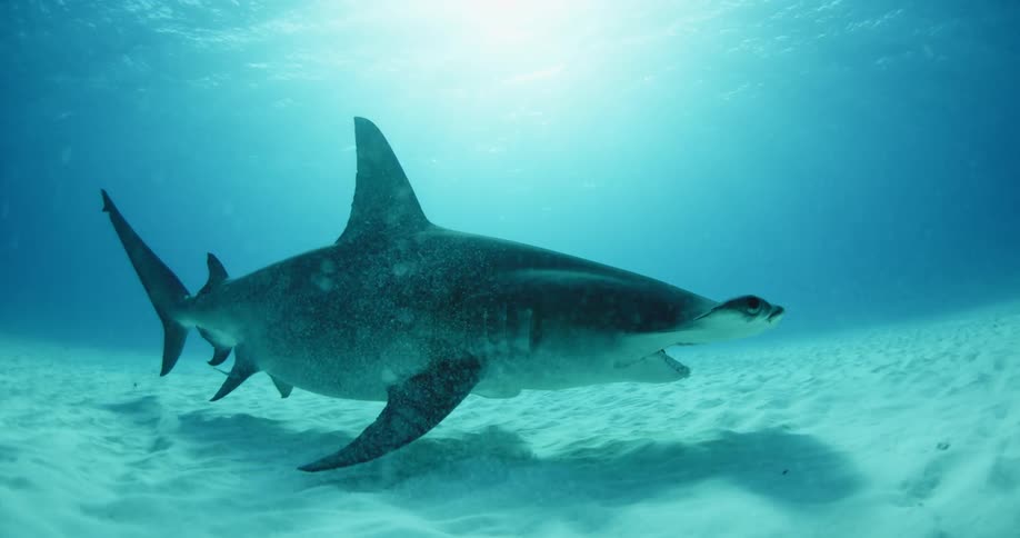 Shark swimming low to the ocean floor