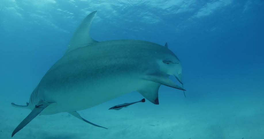 Hammerhead shark passing by the camera very closely and then turning and swimming away