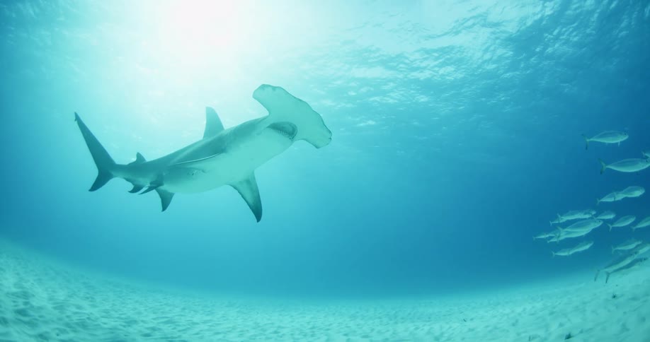 A view of a hammerhead shark as it swims above