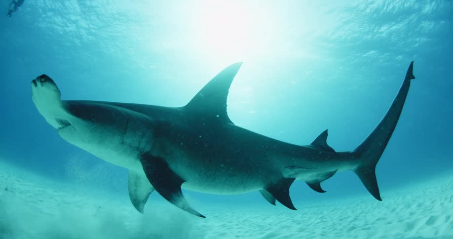 A hammerhead shark swimming on the ocean floor as a scuba diver watches