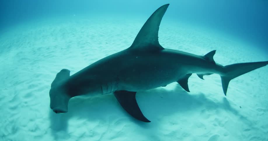 Hammerhead shark swimming close to the bottom