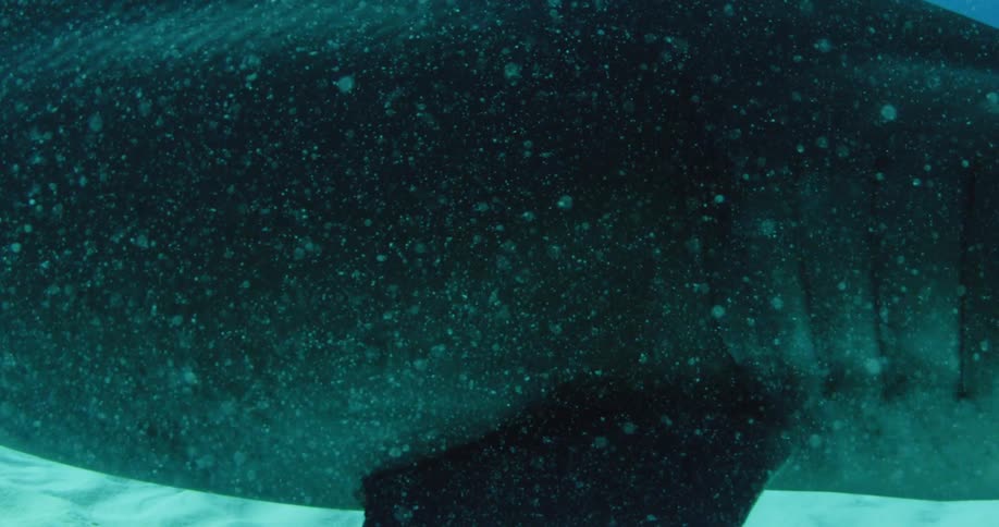 Shark swimming low to the ocean floor