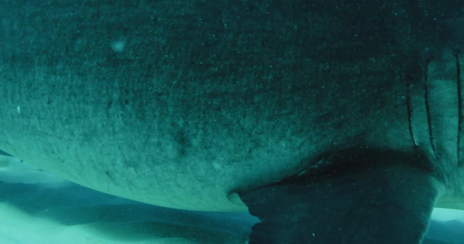 A hammerhead shark swims near the sandy seabed
