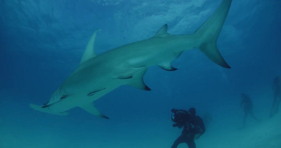 Sharks swim near scuba divers