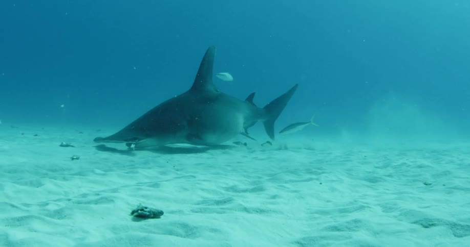 Shark swims at bottom of ocean with smaller fish
