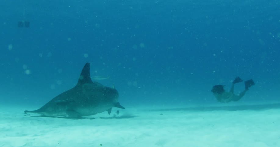 Diver swims towards a shark on the ocean floor