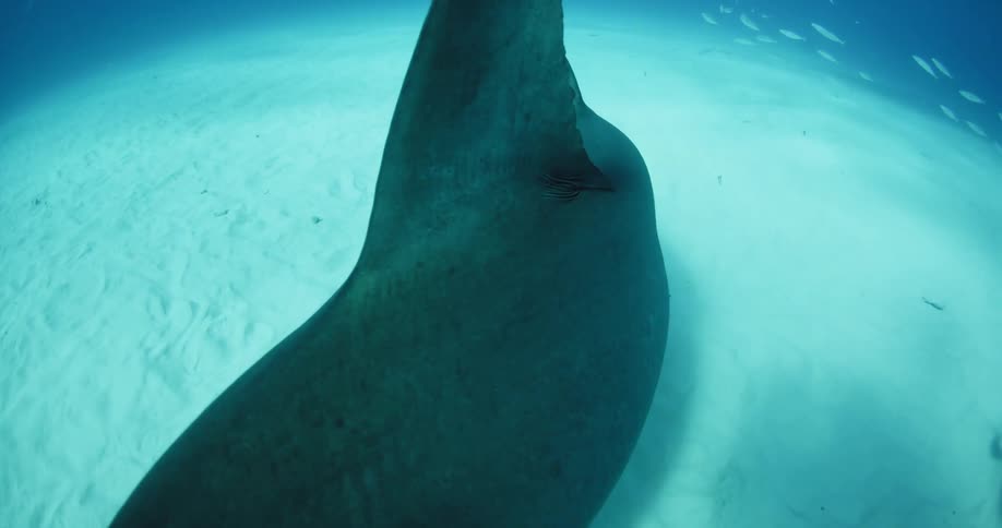 Lone hammerhead shark swimming through the waters