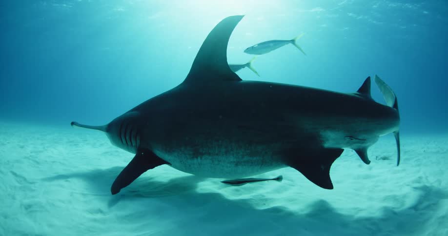A shark is swimming near the sand on the bottom of the ocean