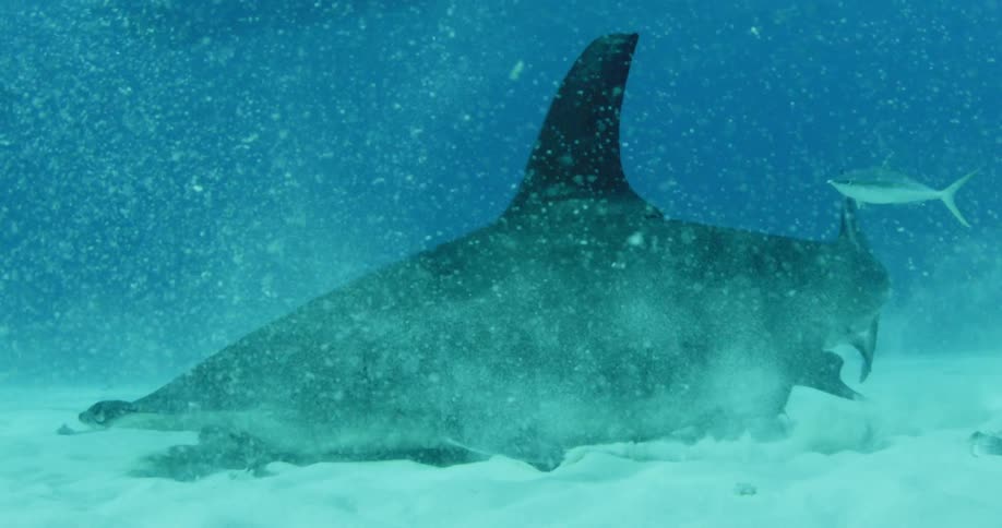 Large shark swimming while touching the bottom and kicking up dirt