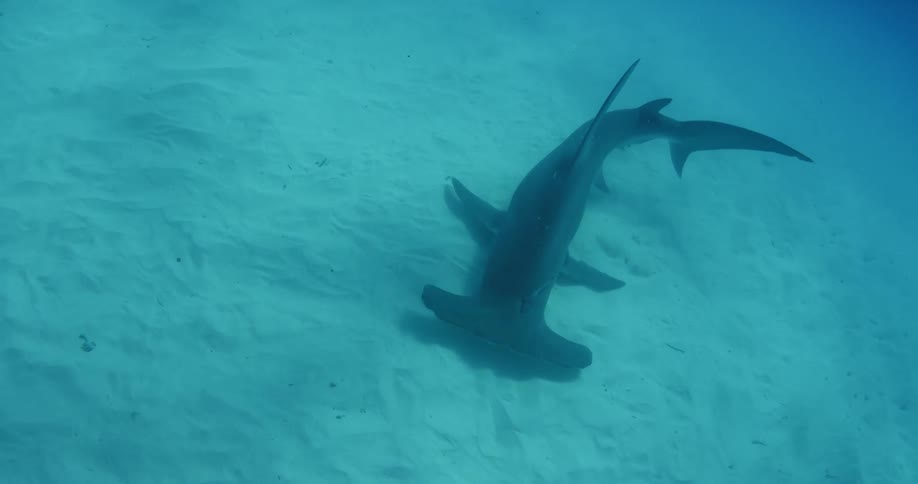 A hammerhead shark swims next to a sandy seabed