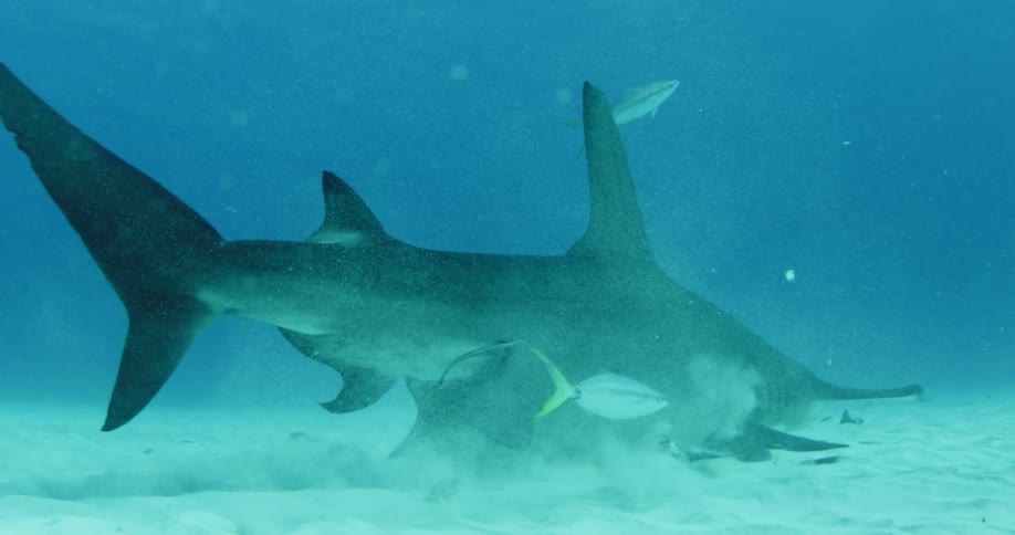 A shark swims at the bottom of the ocean kicking up sand