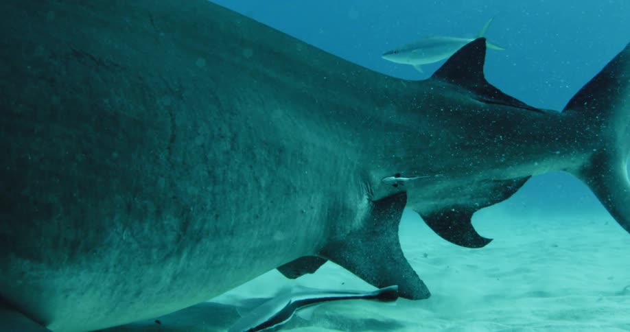 Hammerhead shark with little fish