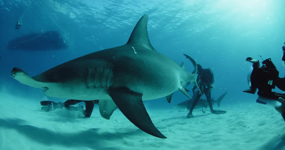 Divers taking pictures of sharks swimming low to ocean floor