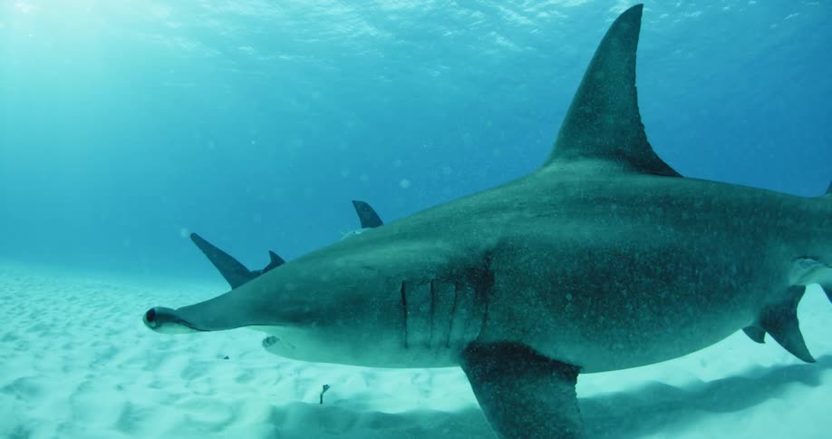A shark swims slowly at the ocean's floor