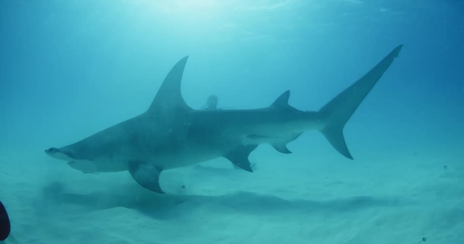 Hammerhead sharks swimming as a scuba diver watches in the background