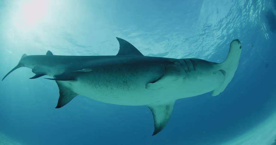 Scuba diver watches a huge hammerhead shark swim by
