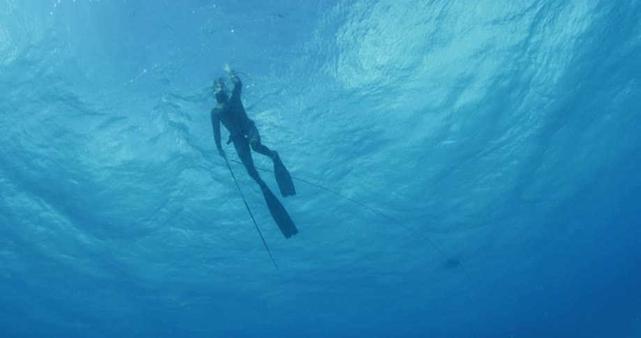 A diver swims just below the surface holding a long rod