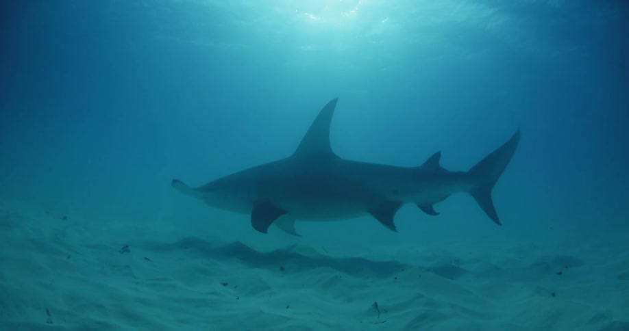 A shark is swimming along the ocean floor