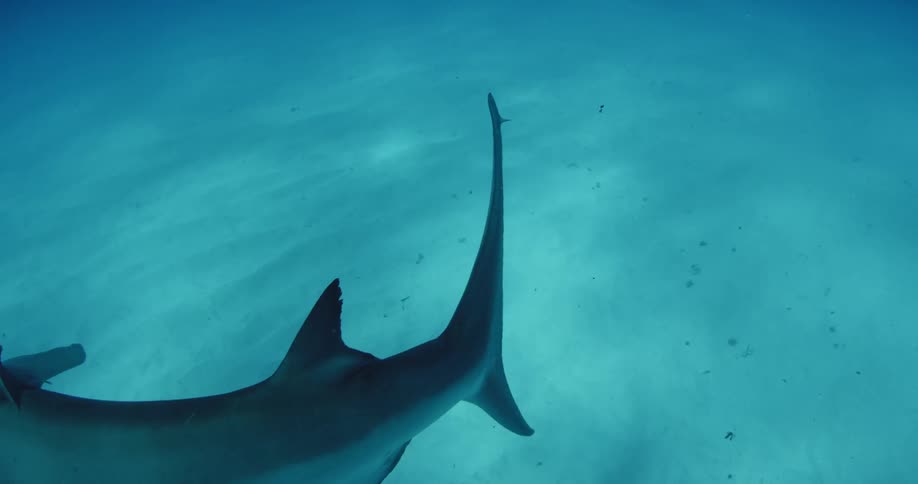 Shark swimming low to the ocean floor with small fish next to it