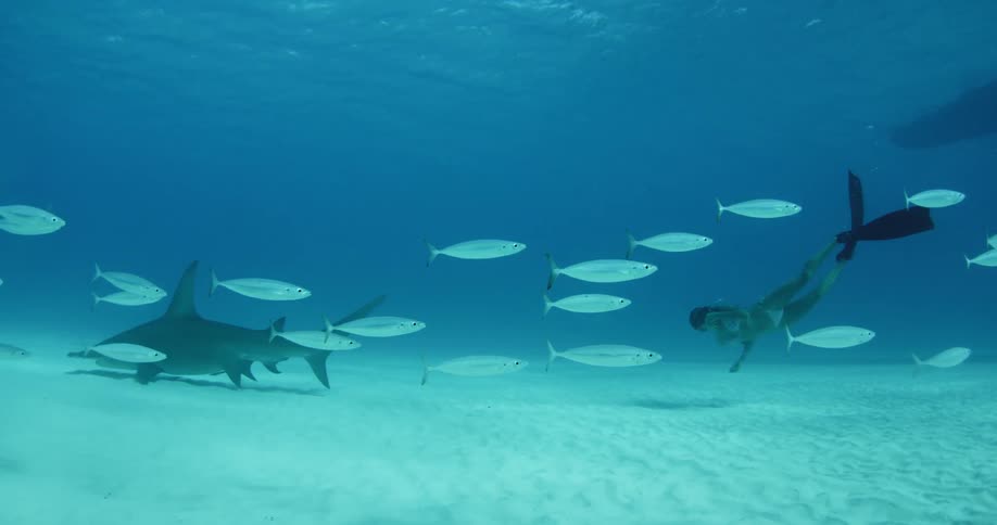 A school of white fish pass a shark and scuba diver