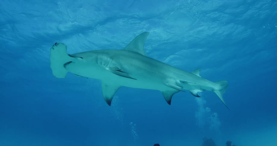 Divers film a hammerhead shark swimming to the surface