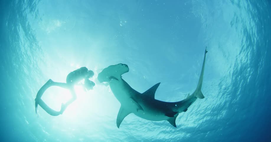 The underside of a swimming hammerhead shark
