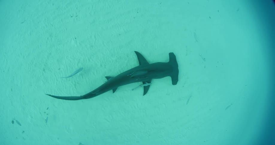 A hammerhead shark is swimming on the s and underwater