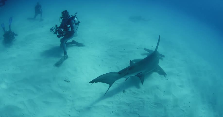 Divers film sharks swimming on the ocean floor