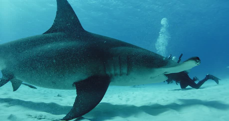 A hammerhead shark swims past a scuba diver