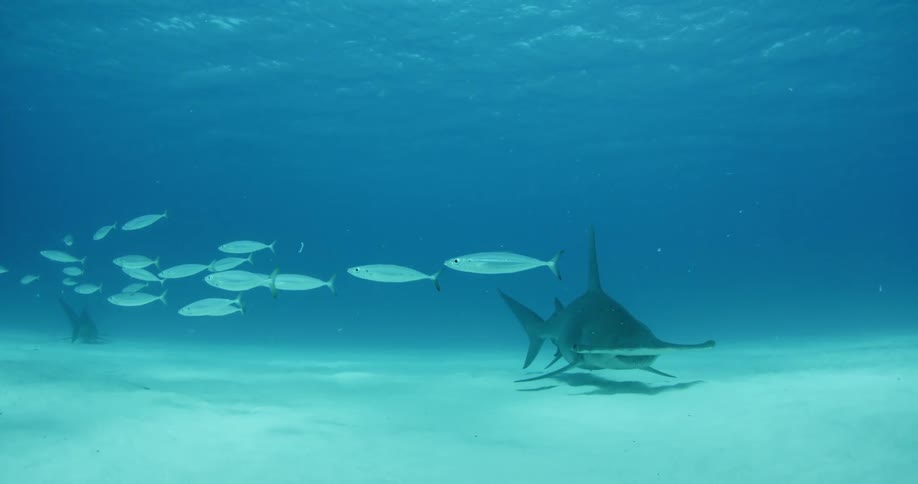 A school of white fish pass a hammerhead shark