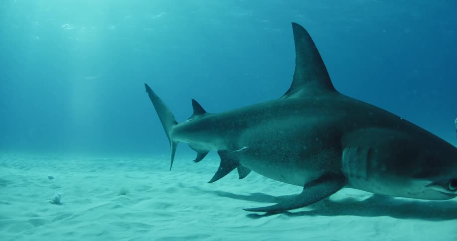 A shark swims at the bottom of the ocean