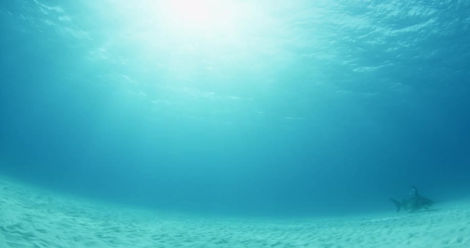 A shark is being filmed way off in the distance