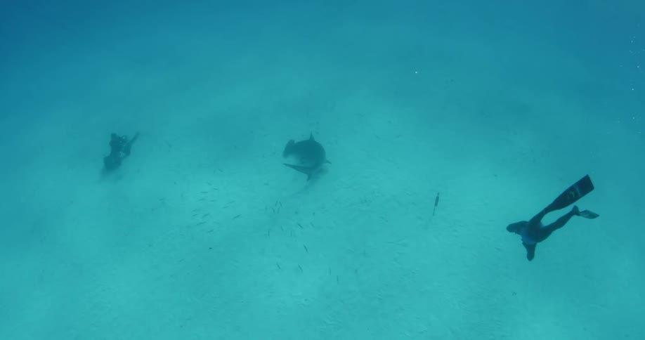 A diver swimming and filming sharks underwater