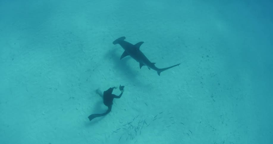 A diver films a shark near the ocean floor