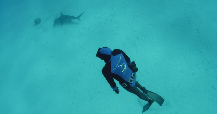 A diver swims in the ocean near a shark