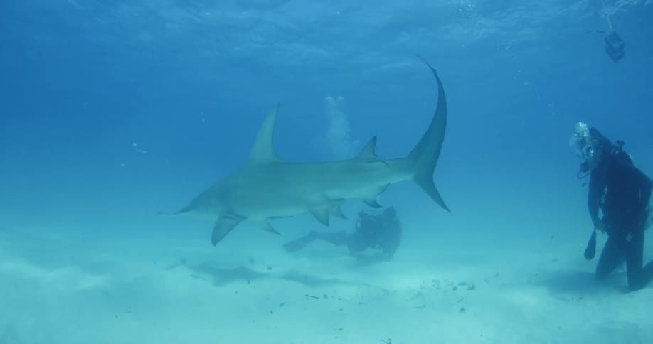 Shark swimming low to the ocean floor with a diver next to it