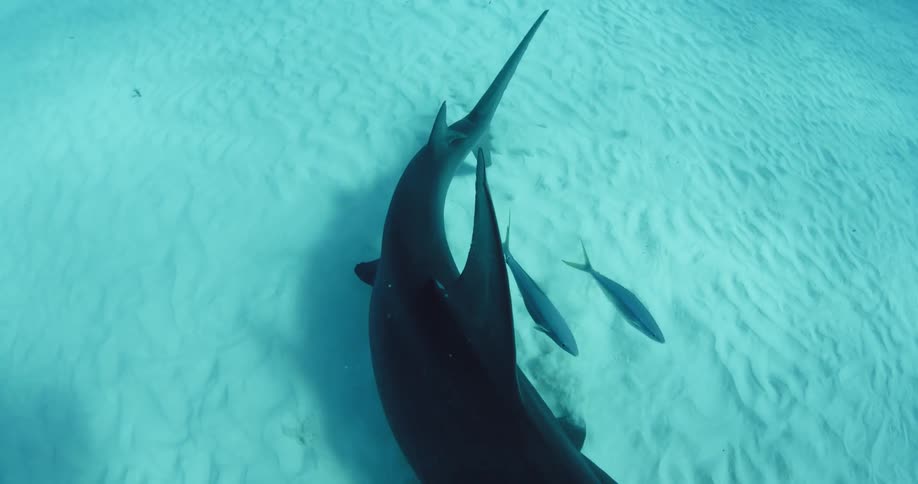 Hammerhead shark swimming near the bottom