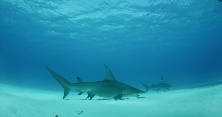 Sharks swim near the ocean floor