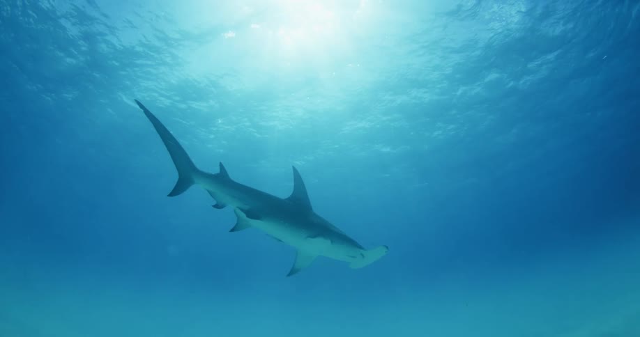 Sunlight shines down on a hammerhead shark swimming in the ocean