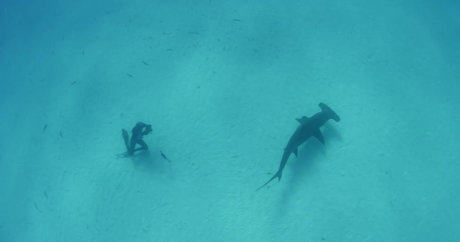 A hammerhead shark swimming near a scuba diver