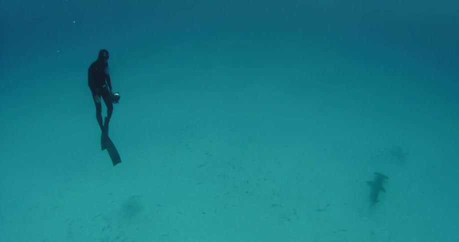 A diver with an underwater camera films a hammerhead shark near the sea floor