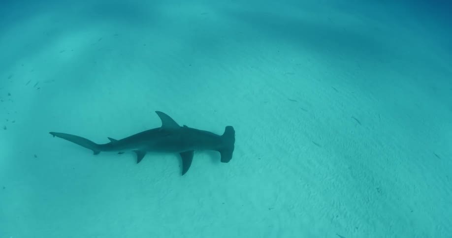 A hammerhead shark is swimming at the bottom of the ocean