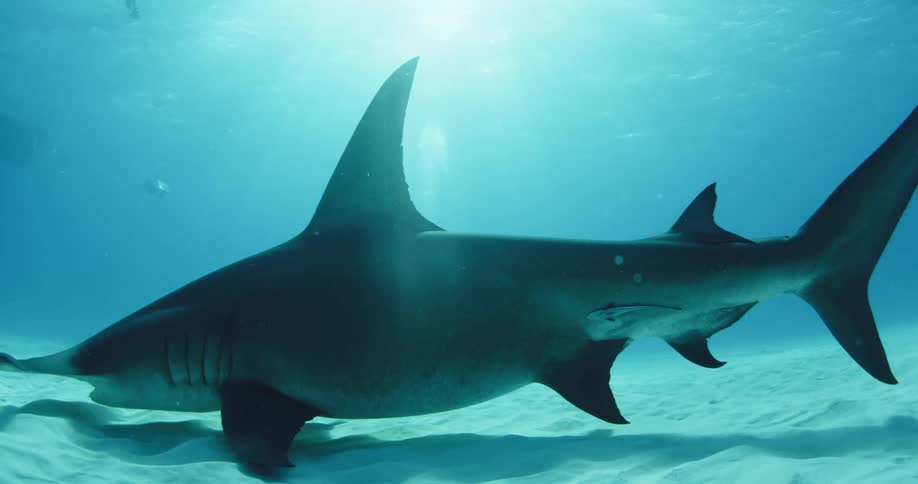 Shark swimming low to the ocean floor