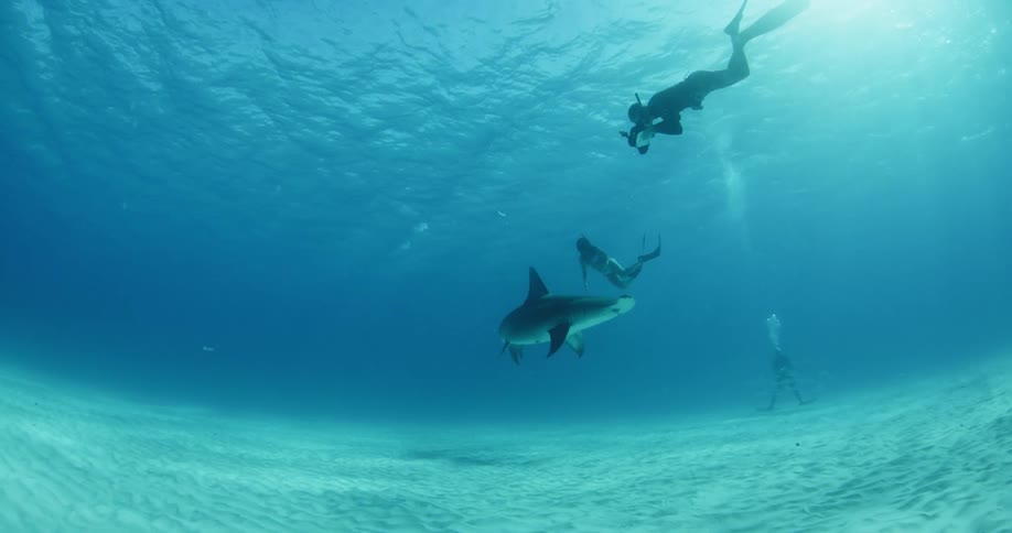A diver takes photographs of a moving shark