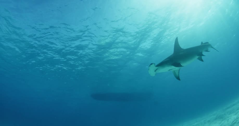 A hammerhead shark swims in the ocean as sunlight shines through the water