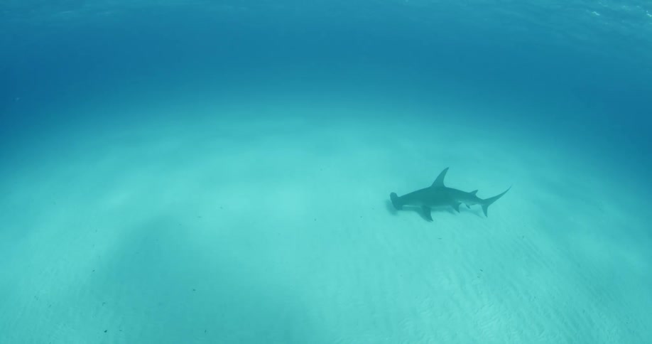 A hammerhead shark swims slowly on the ocean floor