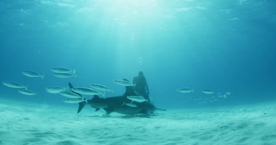 A diver swims with a shark and fish near the ocean floor