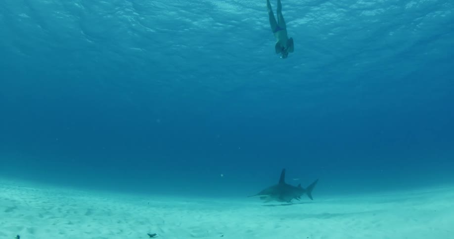 Divers descend underwater towards a shark swimming on the sand below